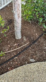 IMG_1631.jpeg