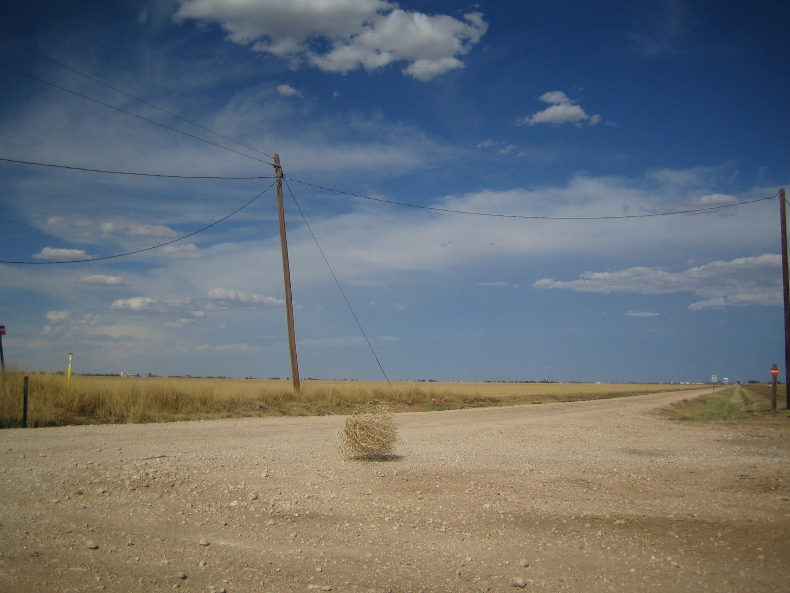 Tumbleweed_rolling.jpg