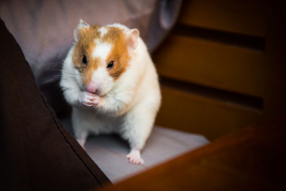 DSC_8789.jpg
