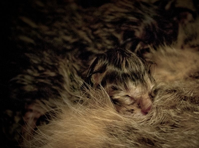 kitten.jpg