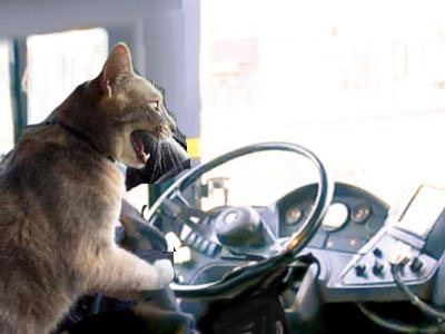 catdriver.jpg