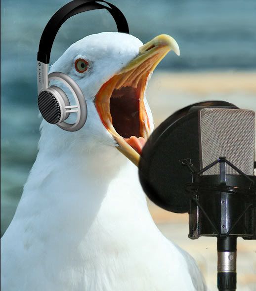 SquawkStar.jpg
