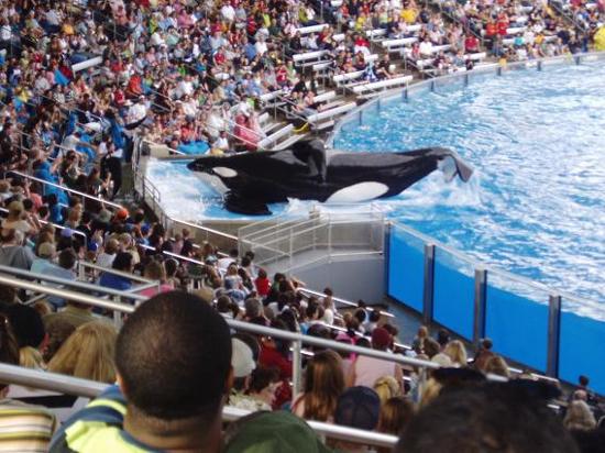 shamu-at-seaworld-located.jpg