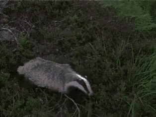 nope.gif
