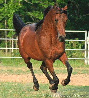 horse.jpg