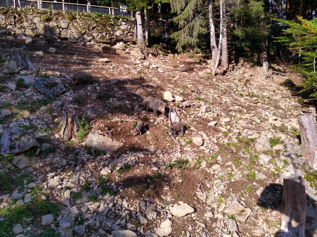 51788052094_7a58858d84_b.jpg