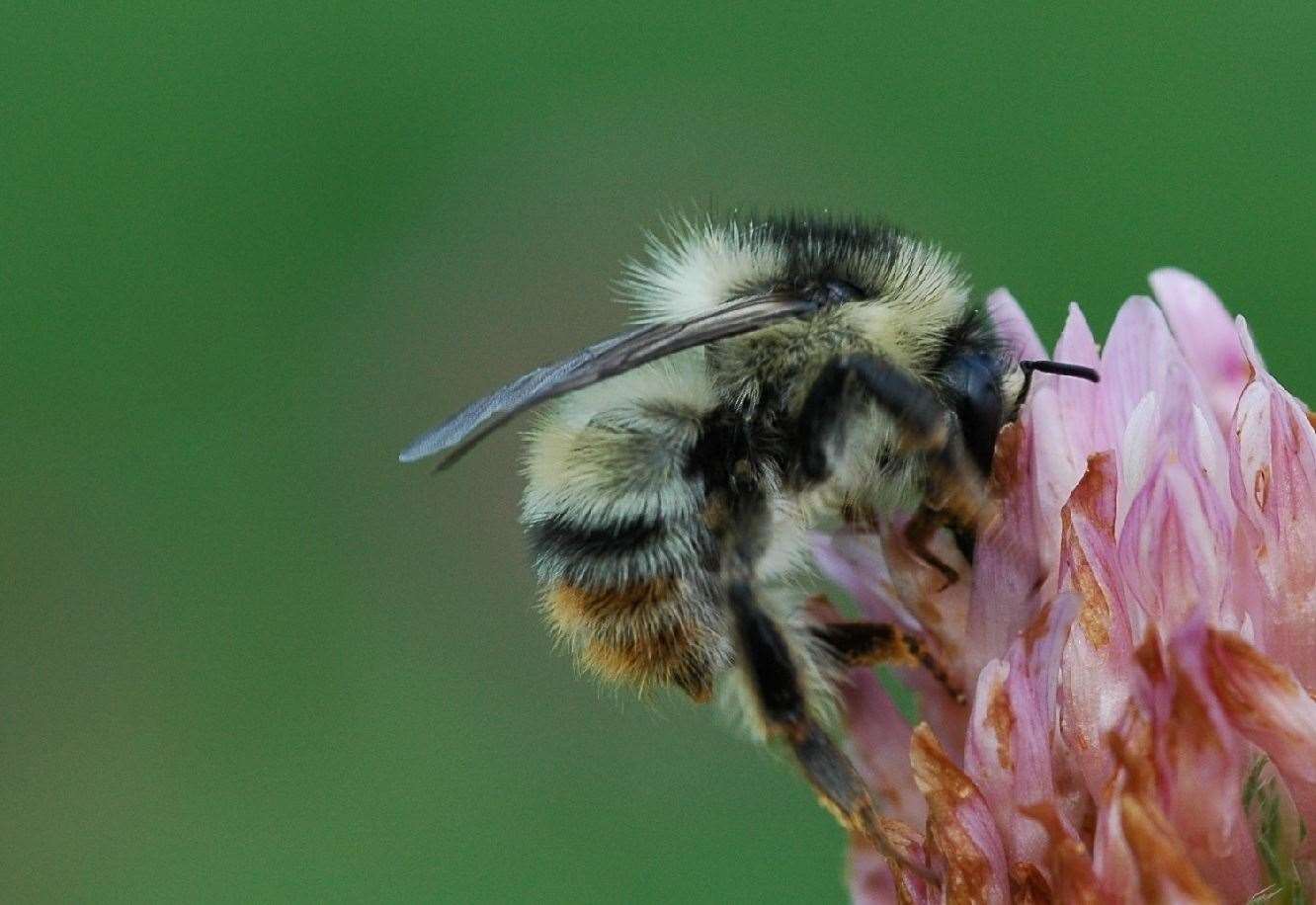 Bombus Sylvarum