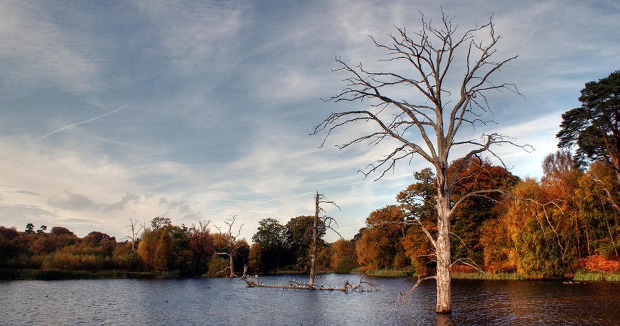 Life_on_a_Dead_Lake_by_boweso.jpg