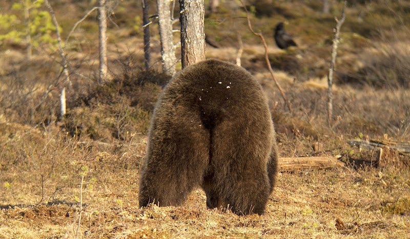 brownbearconbumsma.0314.jpg