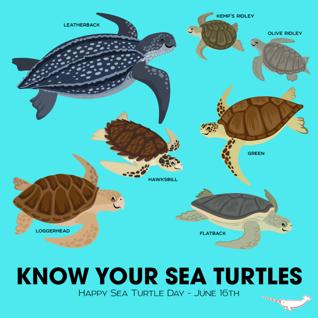 know-your-sea-turtles-1024x1024.png