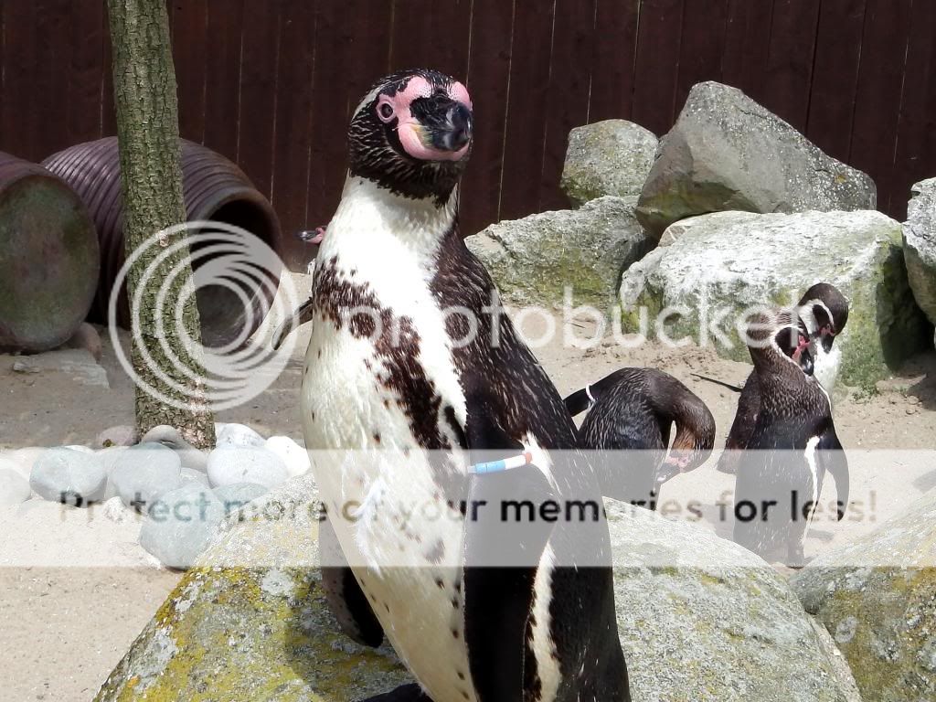 WeymouthSealifeAdventurePark30_zpsafbba984.jpg