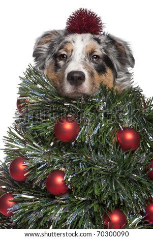 stock-photo-australian-shepherd-dog-dressed-as-christmas-tree-months-old-in-front-of-white-background-70300090.jpg