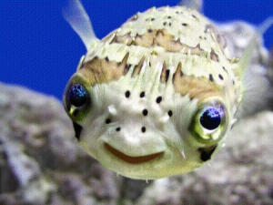 pufferfish1.jpg