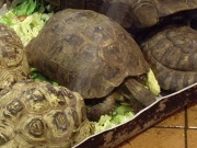 Picture of Drayton Manor tortoises in bad living conditions